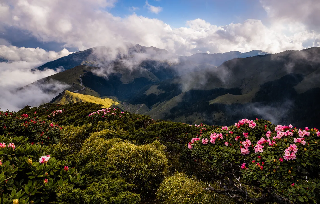 Photo wallpaper greens, the sky, clouds, landscape, flowers, mountains, nature, fog