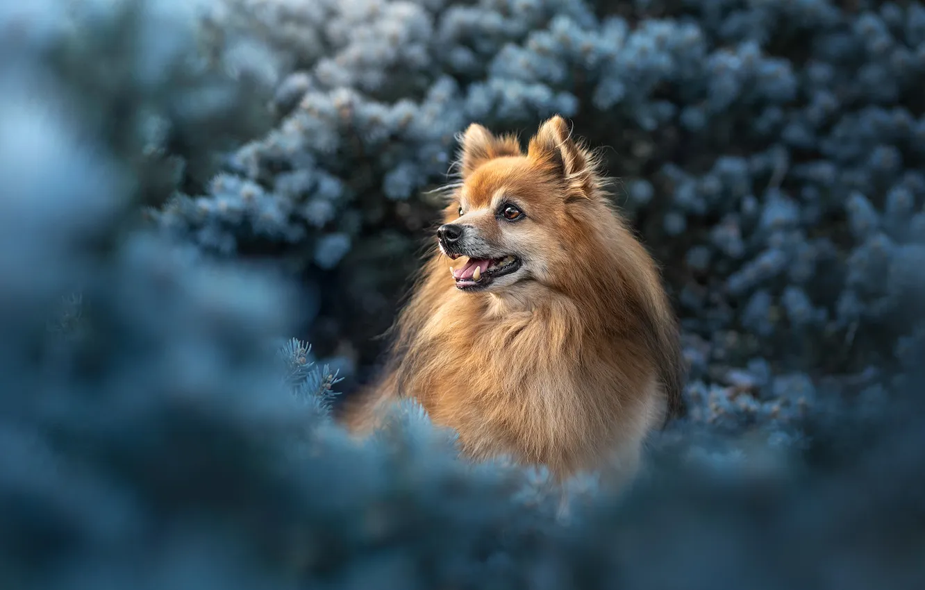 Photo wallpaper dog, blur, Pomeranian