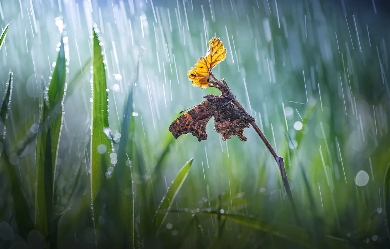 Photo wallpaper grass, leaves, macro, nature, sprig, rain, butterfly, bokeh