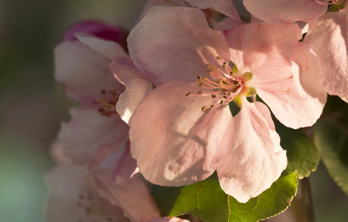Photo wallpaper macro, pink, spring, flowering