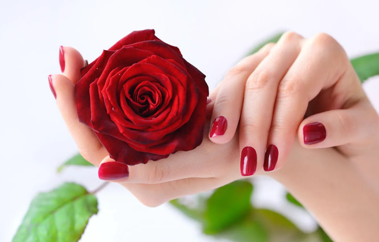 Photo wallpaper flower, rose, hands, red rose, manicure