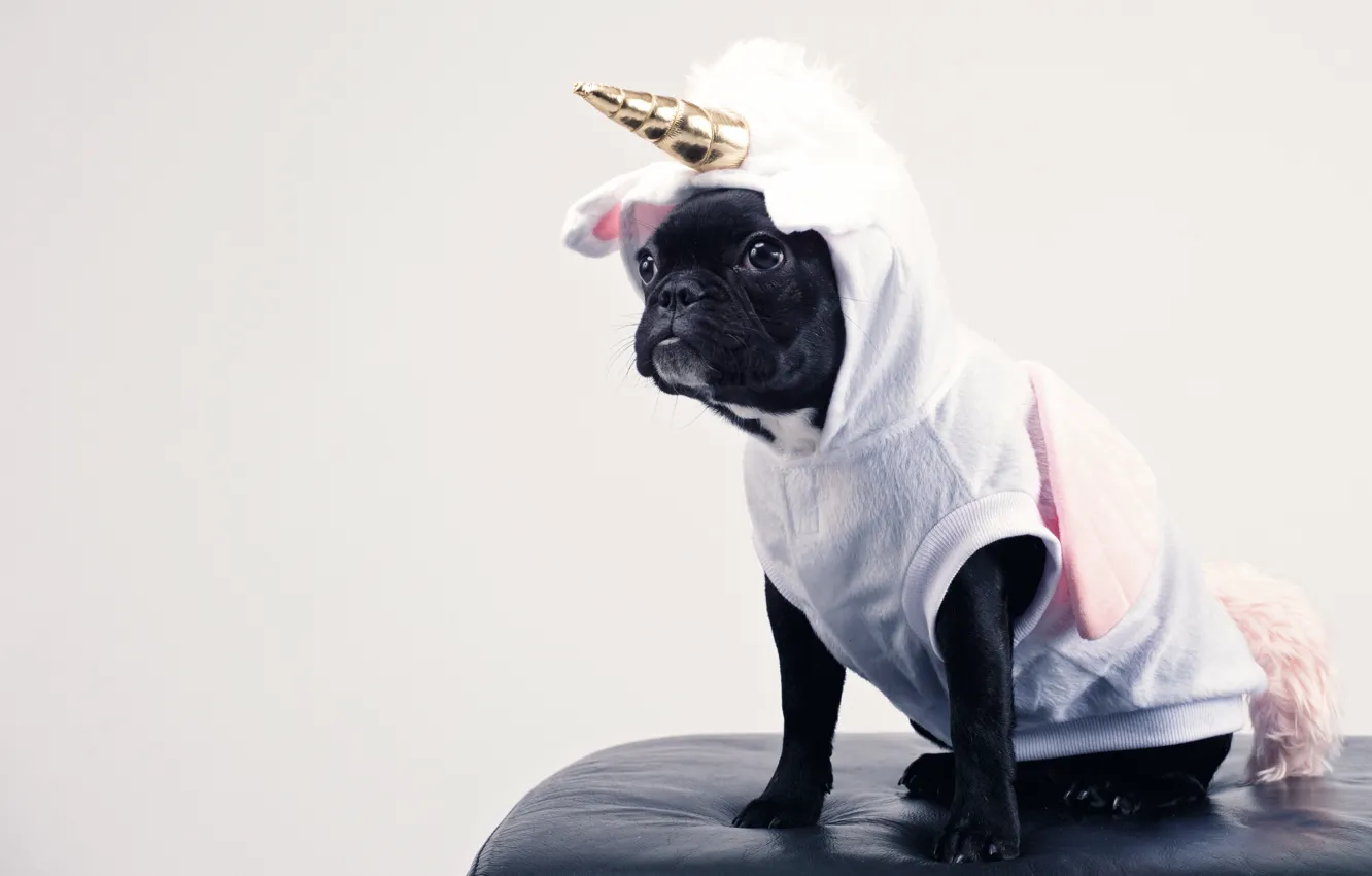 Photo wallpaper white, clothing, dog, costume, unicorn, pug, black, image