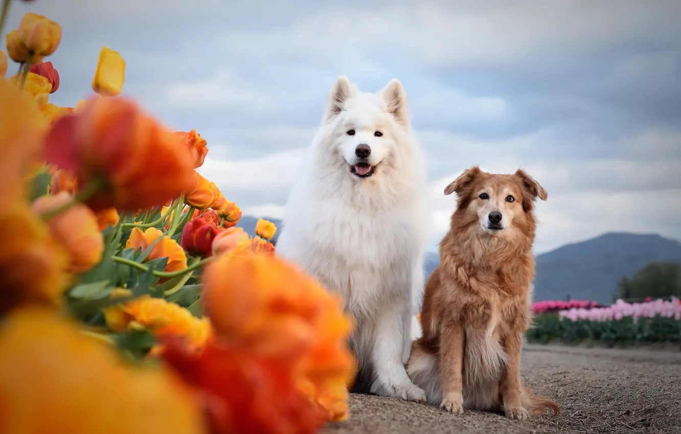 Photo wallpaper look, pose, dog, face, Samoyed