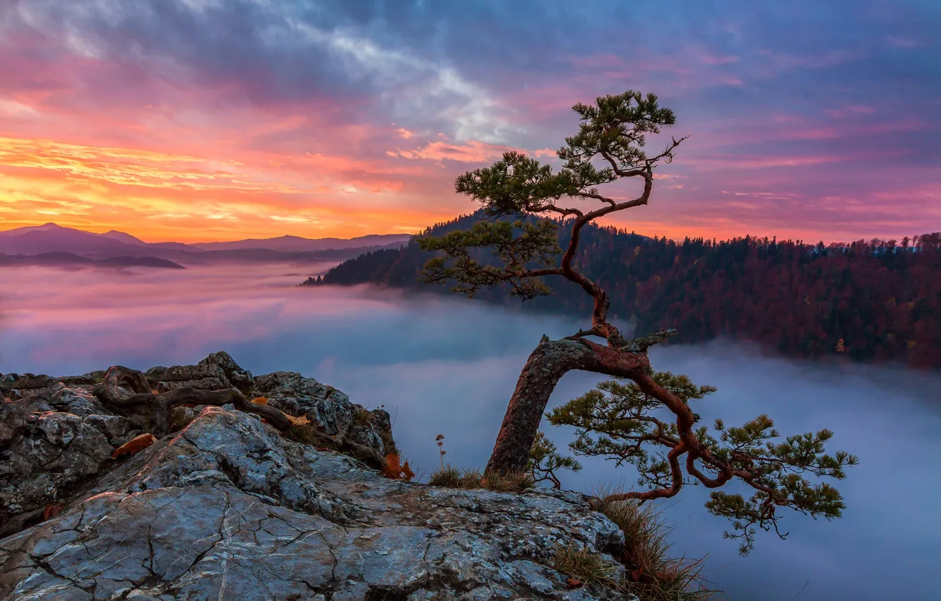 Photo wallpaper forest, the sky, clouds, sunset, mountains, branches, fog, stones