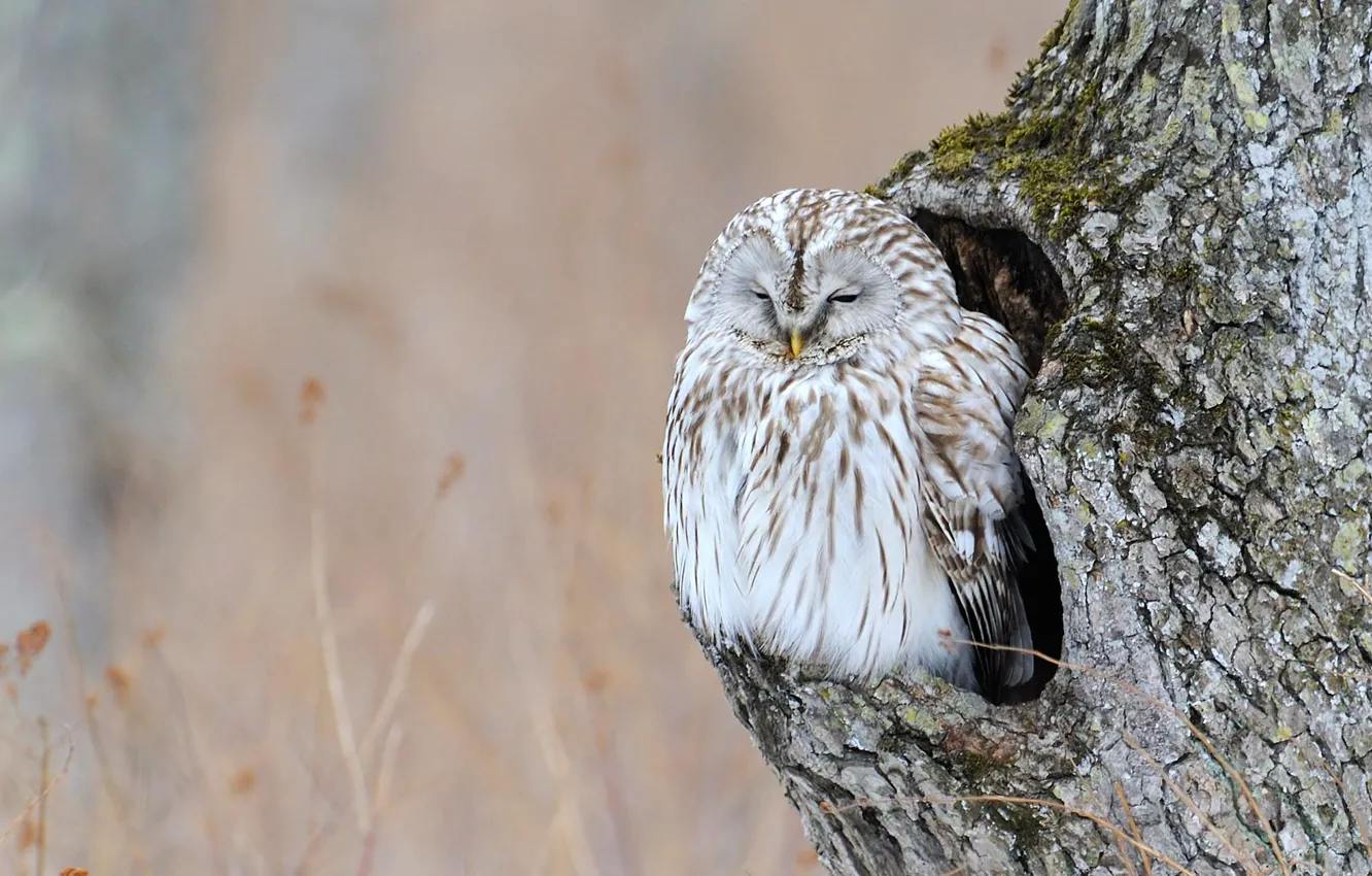 Photo wallpaper trees, owl, bird, the hollow