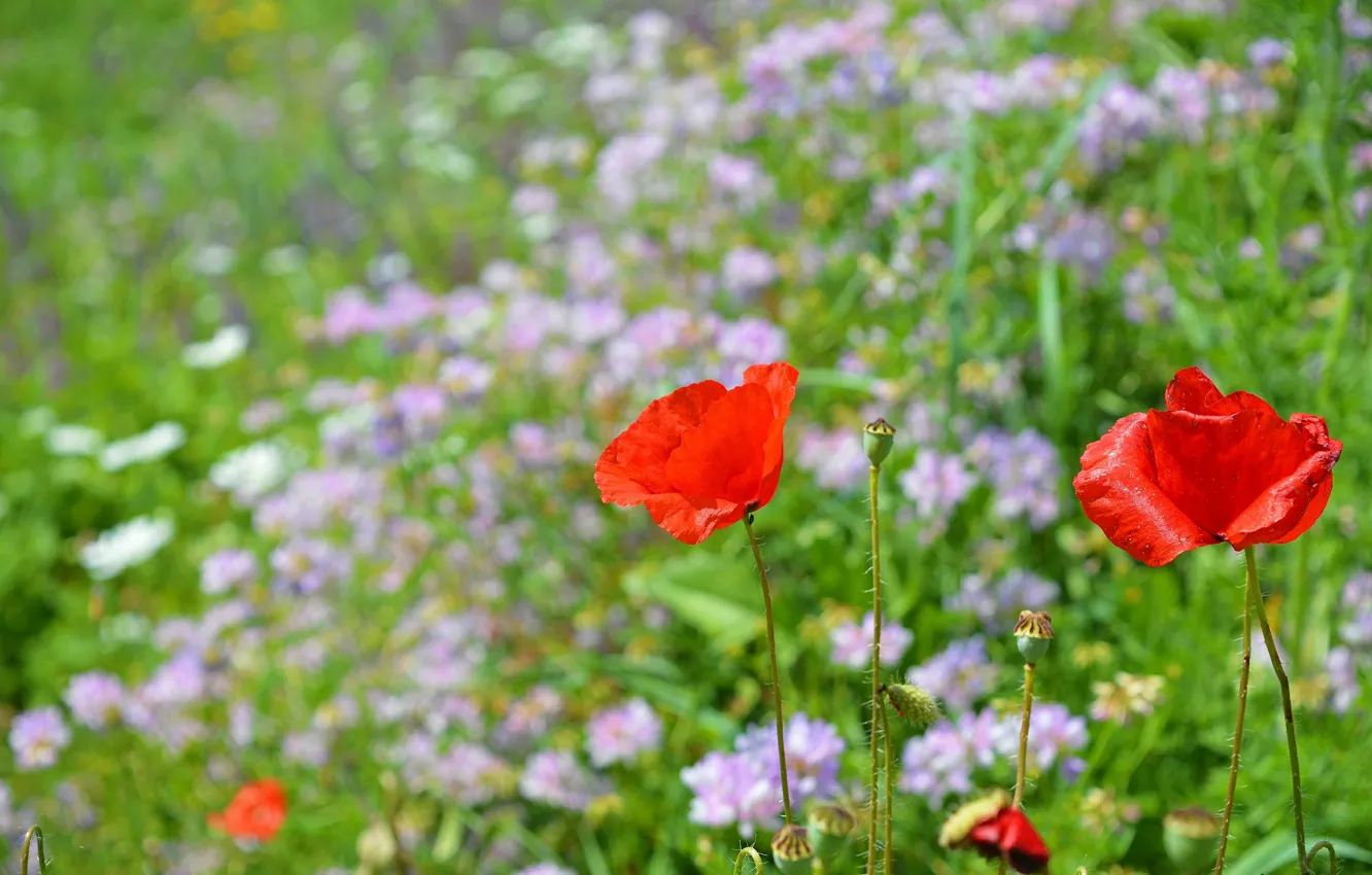 Photo wallpaper Maki, spring, spring, poppies