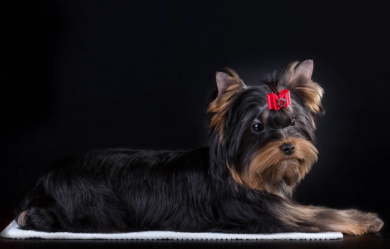 Photo wallpaper bow, York, Terrier