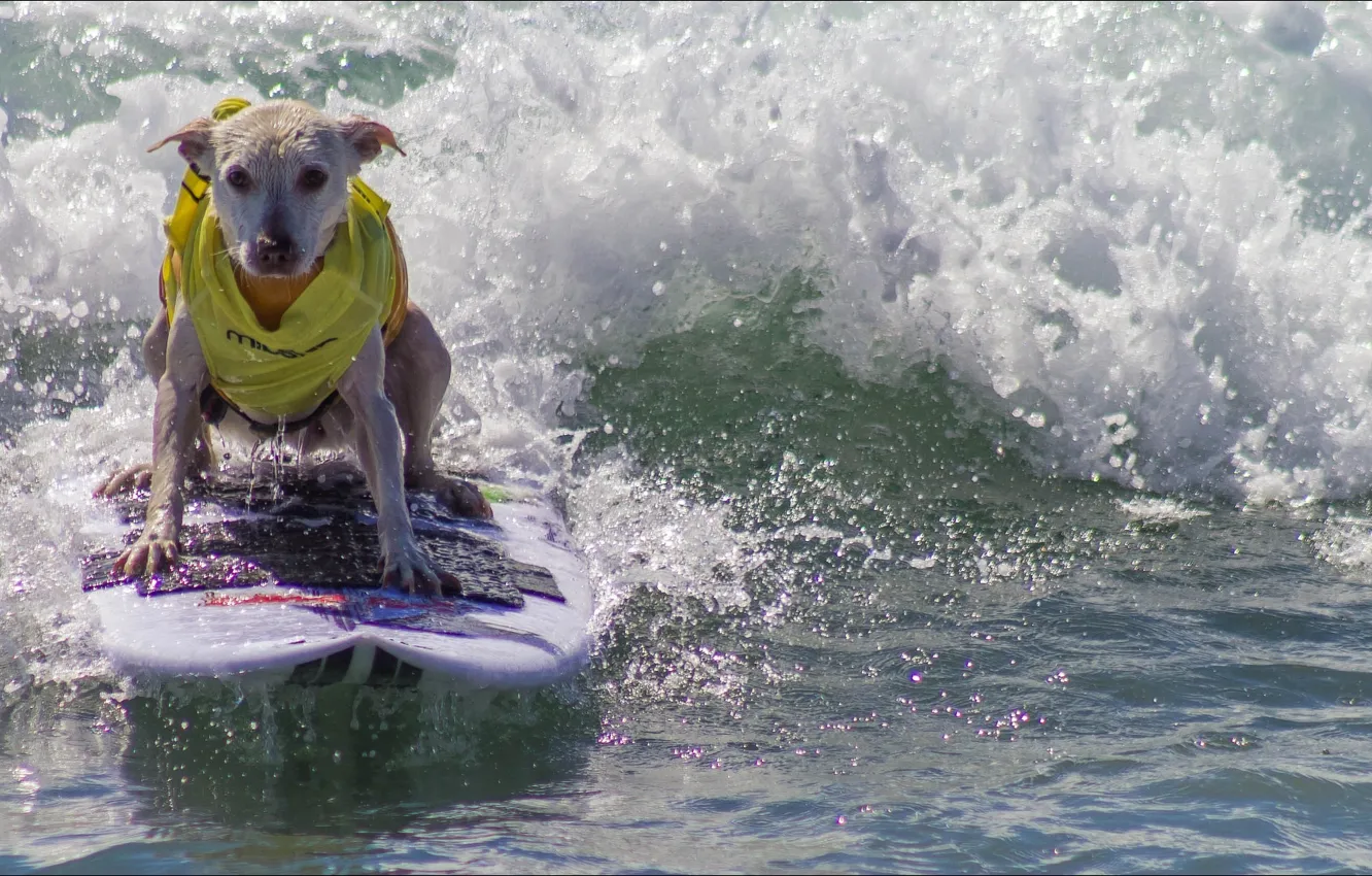 Photo wallpaper dog, Animals, surfing