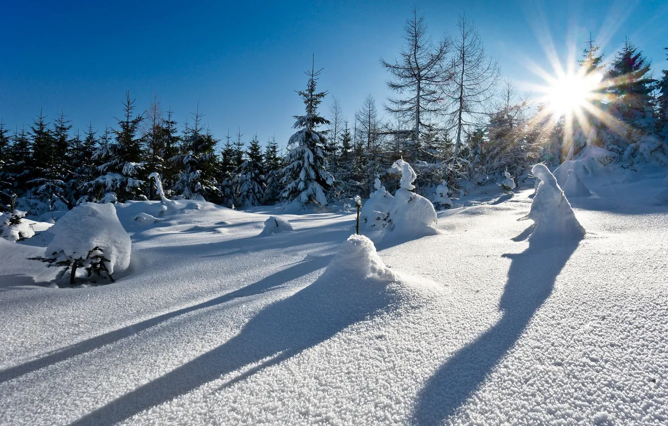 Photo wallpaper winter, snow, trees