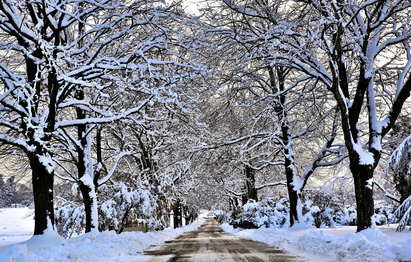 Photo wallpaper winter, road, snow, trees
