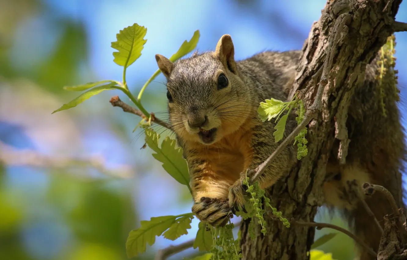Photo wallpaper trees, animal, protein