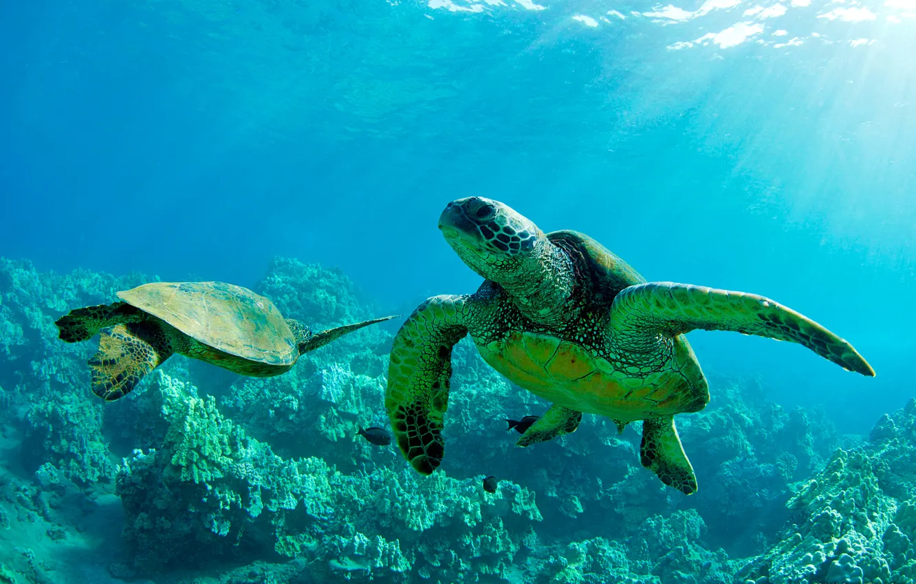 Photo wallpaper sea, water, rays, light, the ocean, turtle