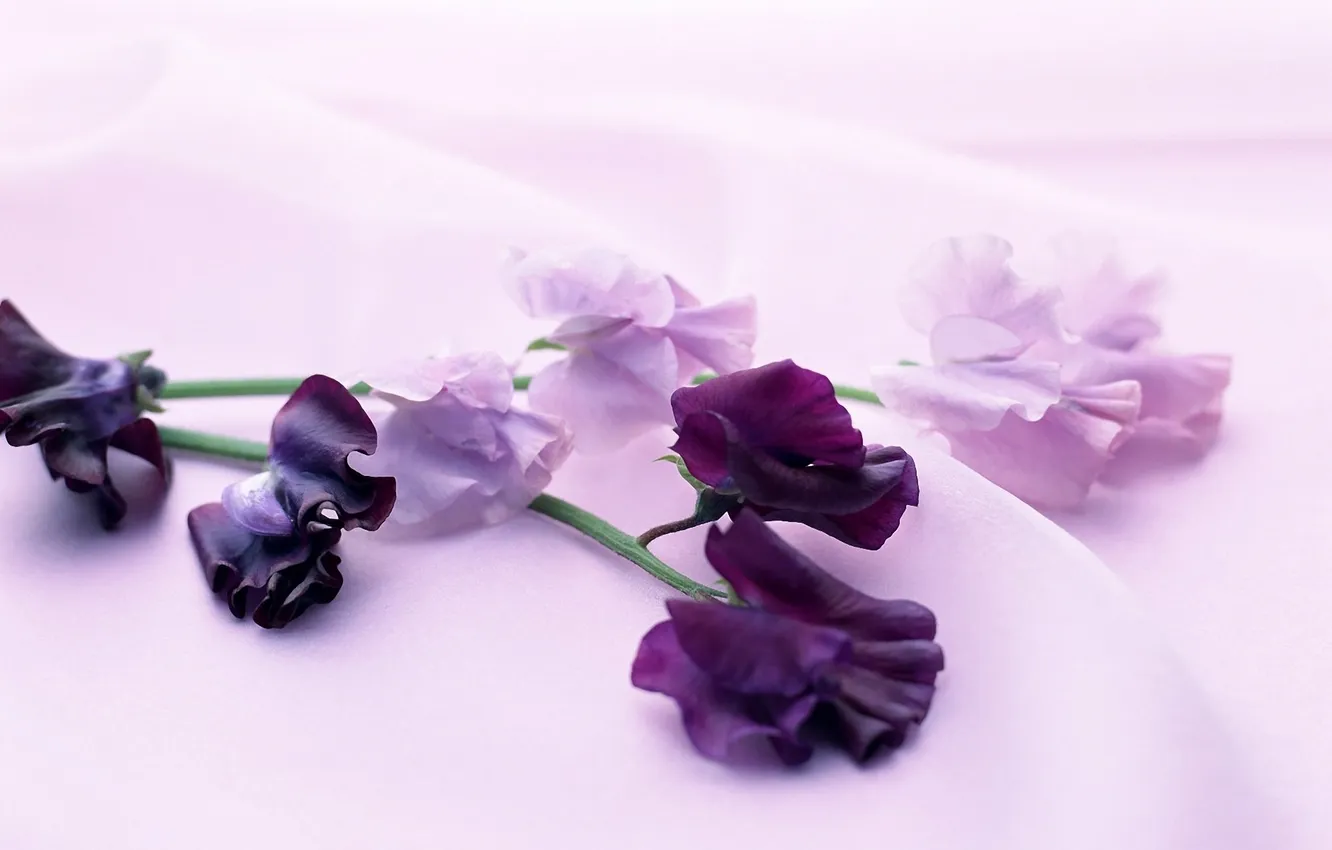 Photo wallpaper flowers, polka dot, fabric, gentle, lilac, twigs