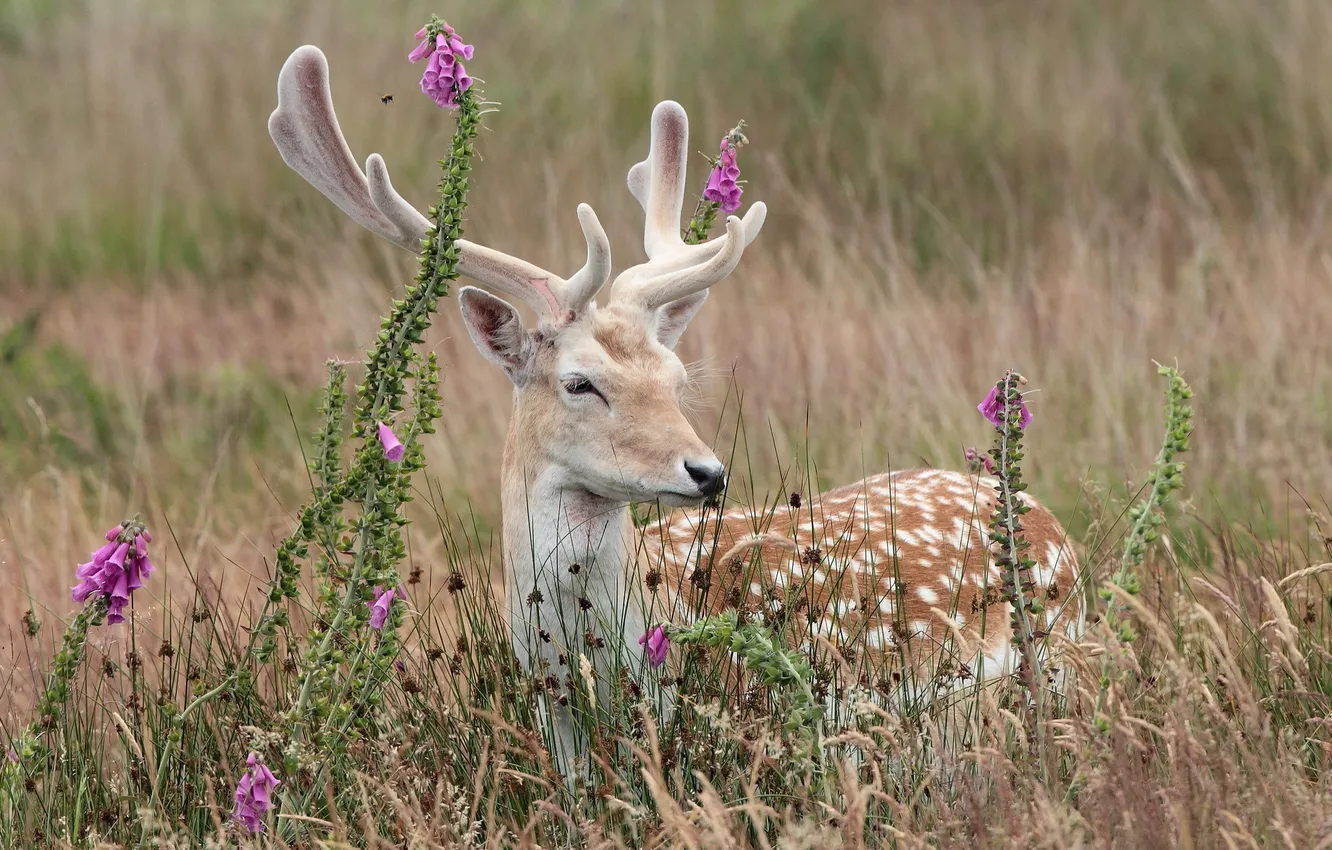 Photo wallpaper flowers, nature, deer