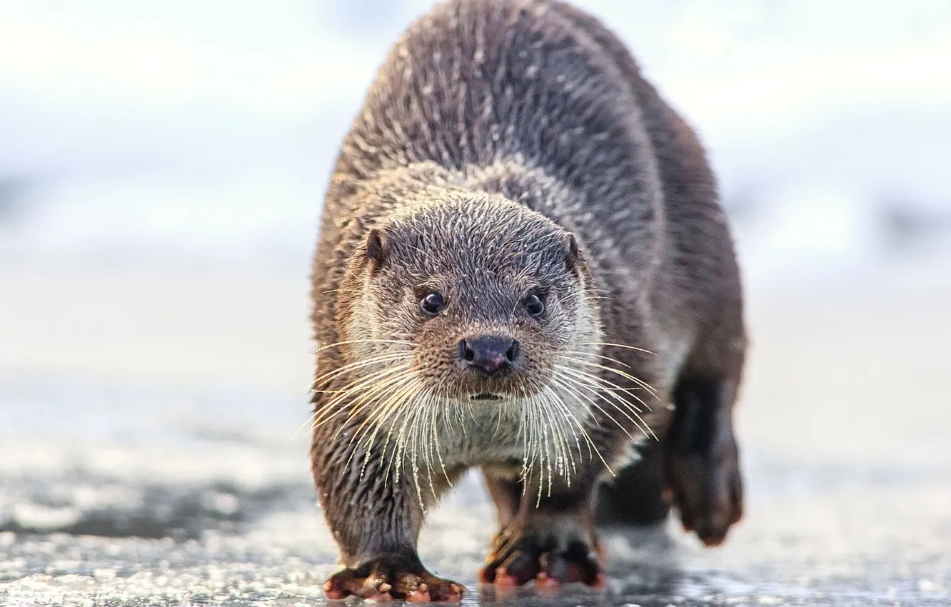 Photo wallpaper ice, winter, look, otter