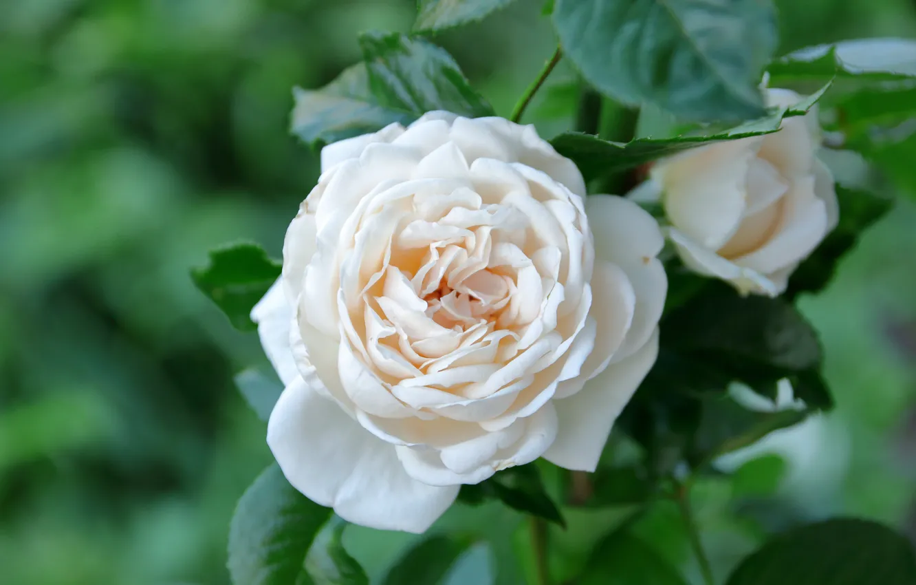 Photo wallpaper macro, roses, petals, buds, white rose