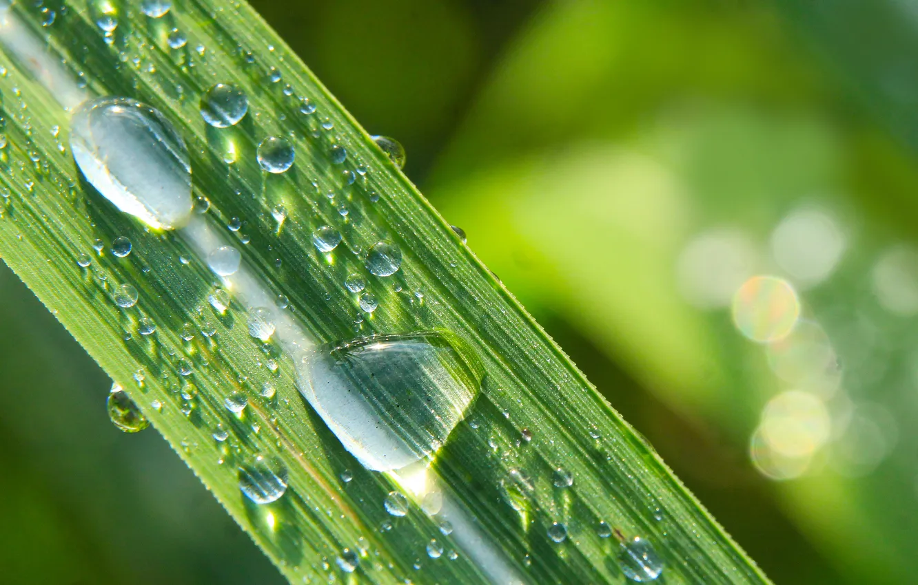 Photo wallpaper grass, drops, plant
