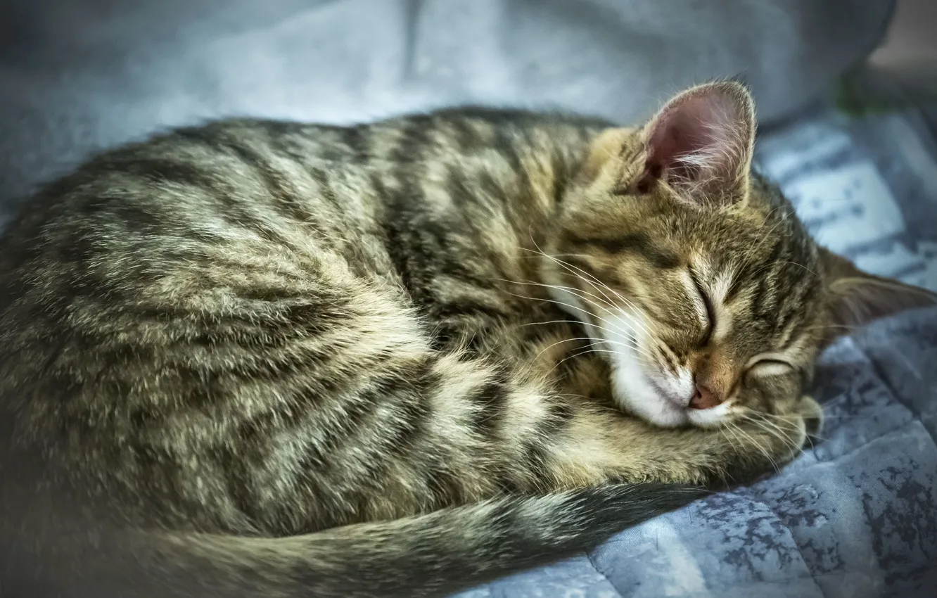 Photo wallpaper cat, cat, look, nature, pose, face, striped