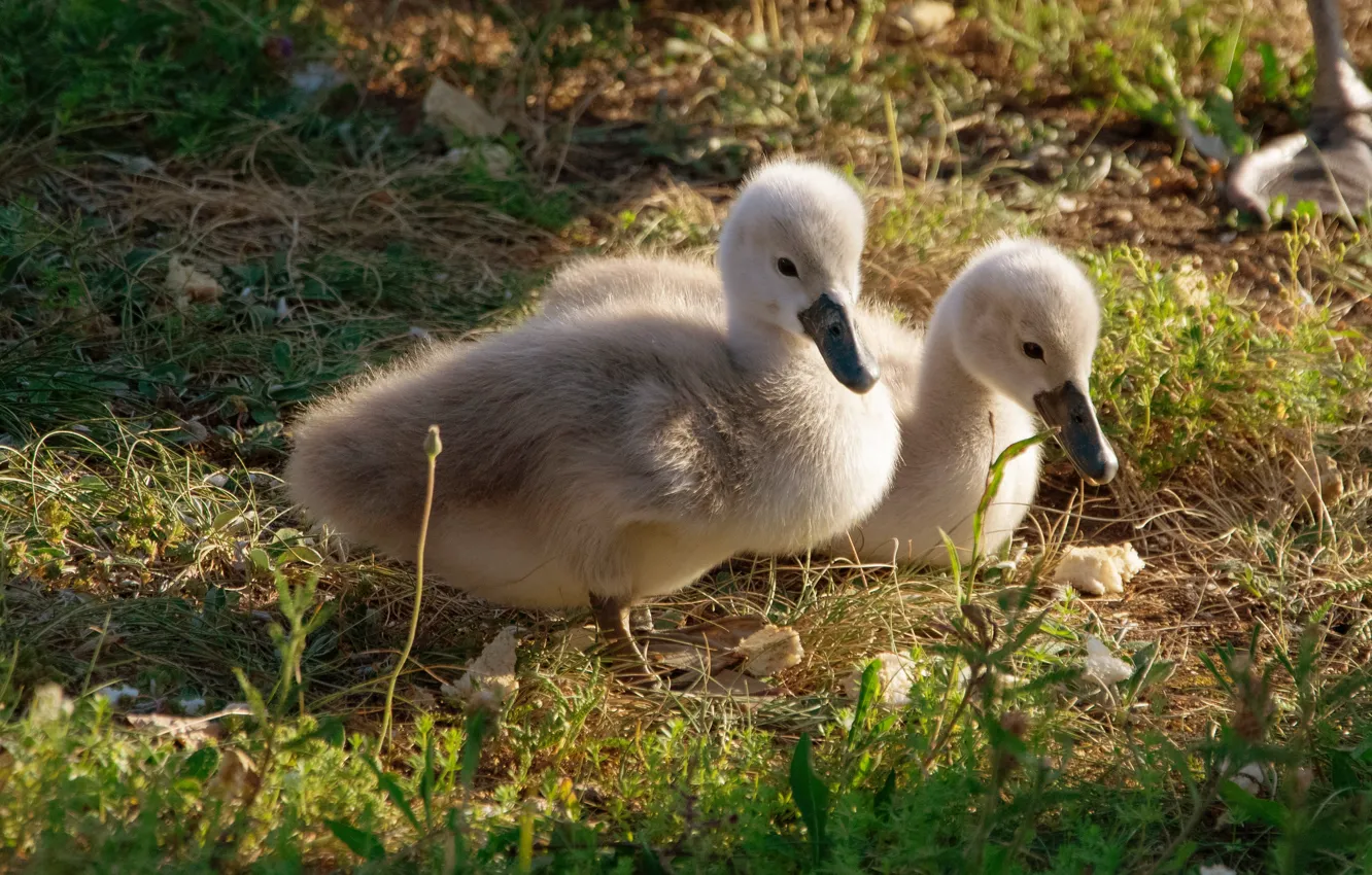 Photo wallpaper grass, nature, bird, glade, two, baby, a couple, swans