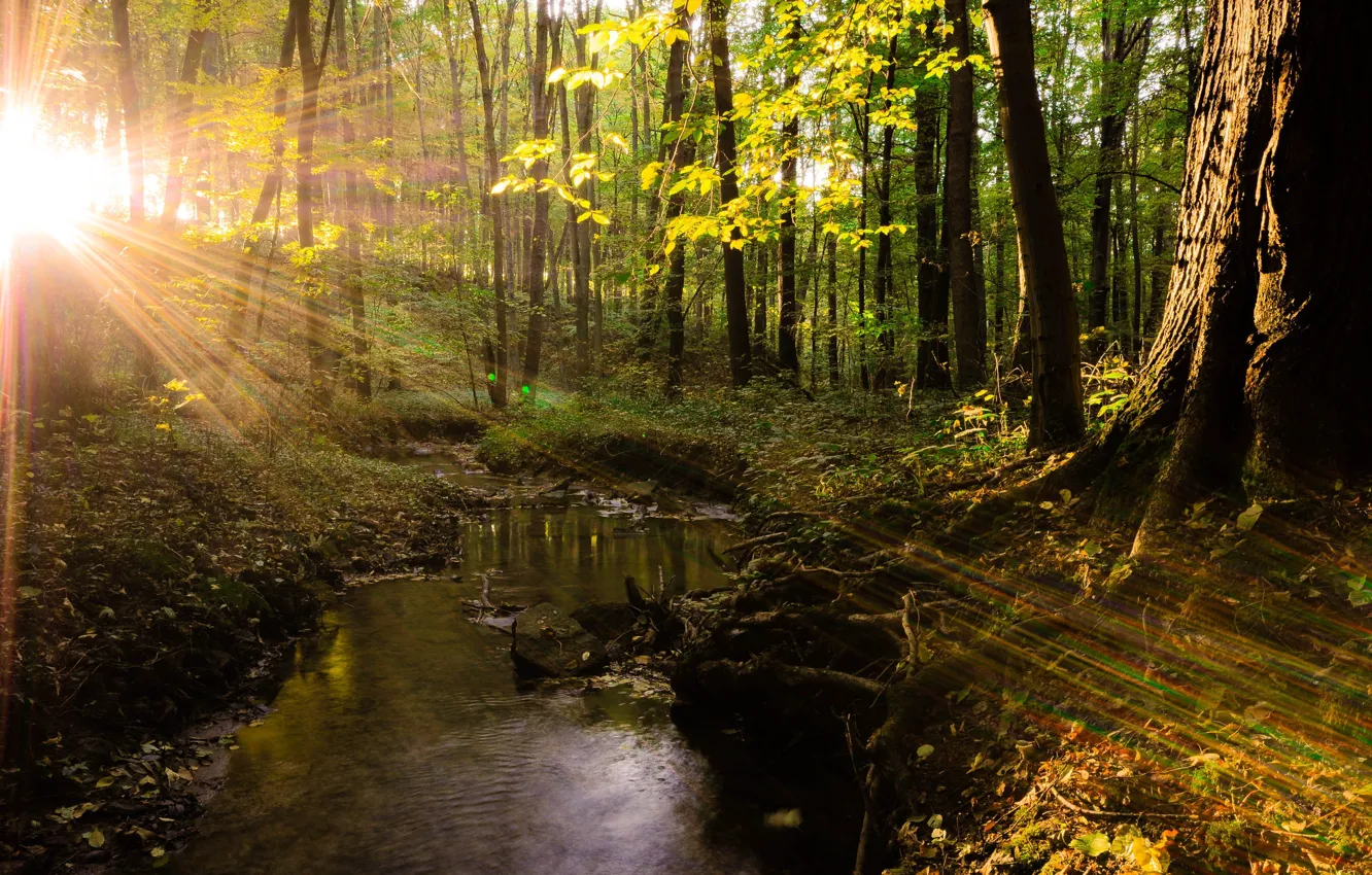 Photo wallpaper forest, the sun, rays, light, trees, stream