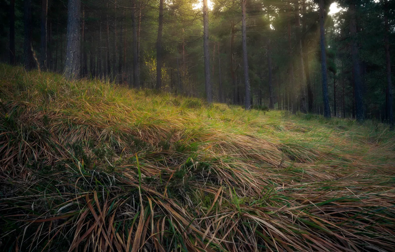 Photo wallpaper forest, grass, nature, morning