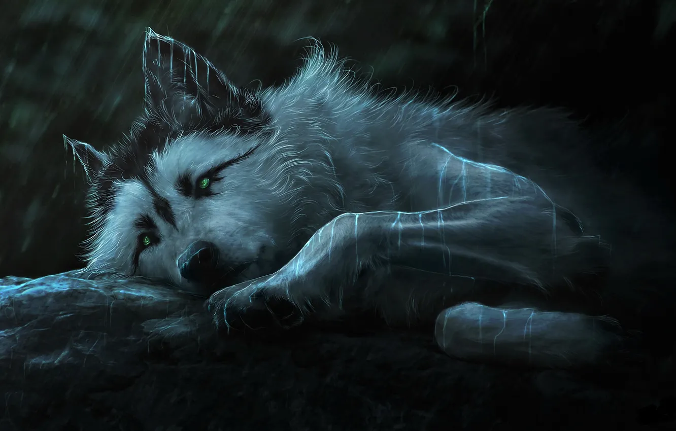 Photo wallpaper nature, Gray Wolf, face, animal, wolf, canis lupus, wildlife, head