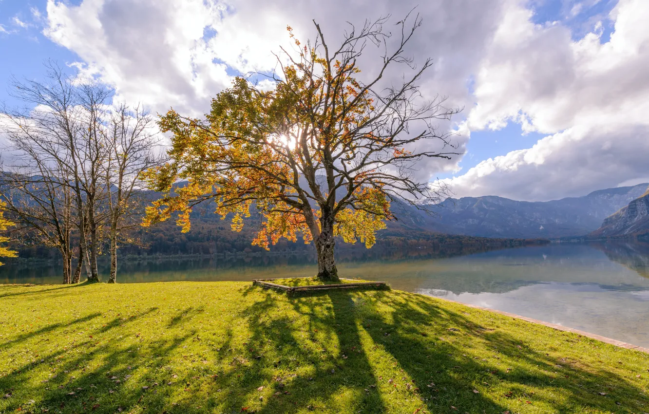 Photo wallpaper autumn, trees, shore, pond