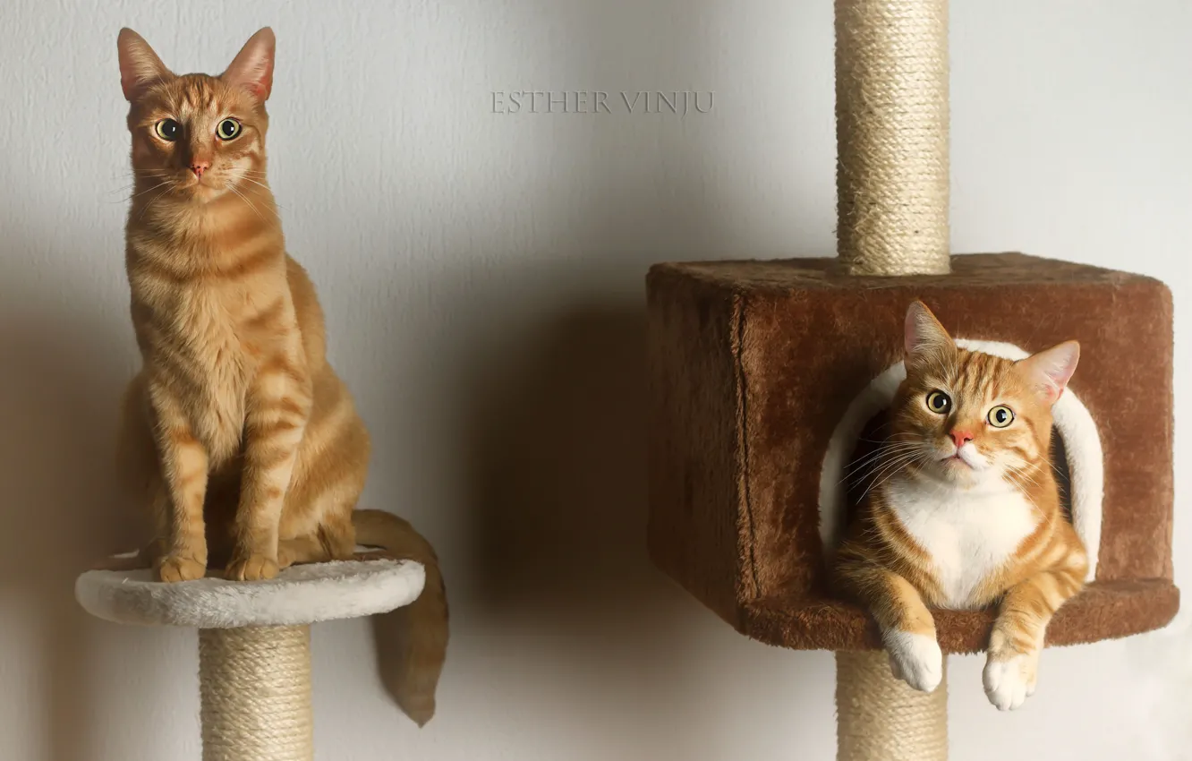 Photo wallpaper cats, pair, red