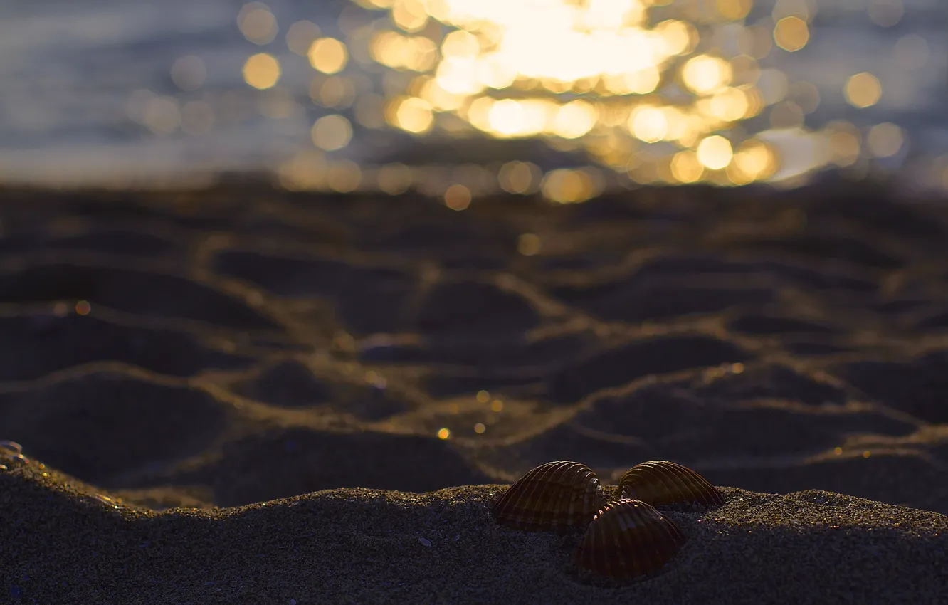 Photo wallpaper sand, beach, glare, three, shell, bokeh