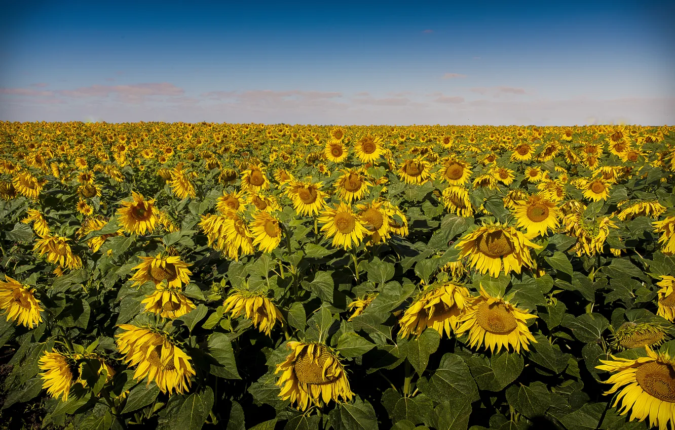 Photo wallpaper field, the sky, sunflowers, horizon, field of sunflowers