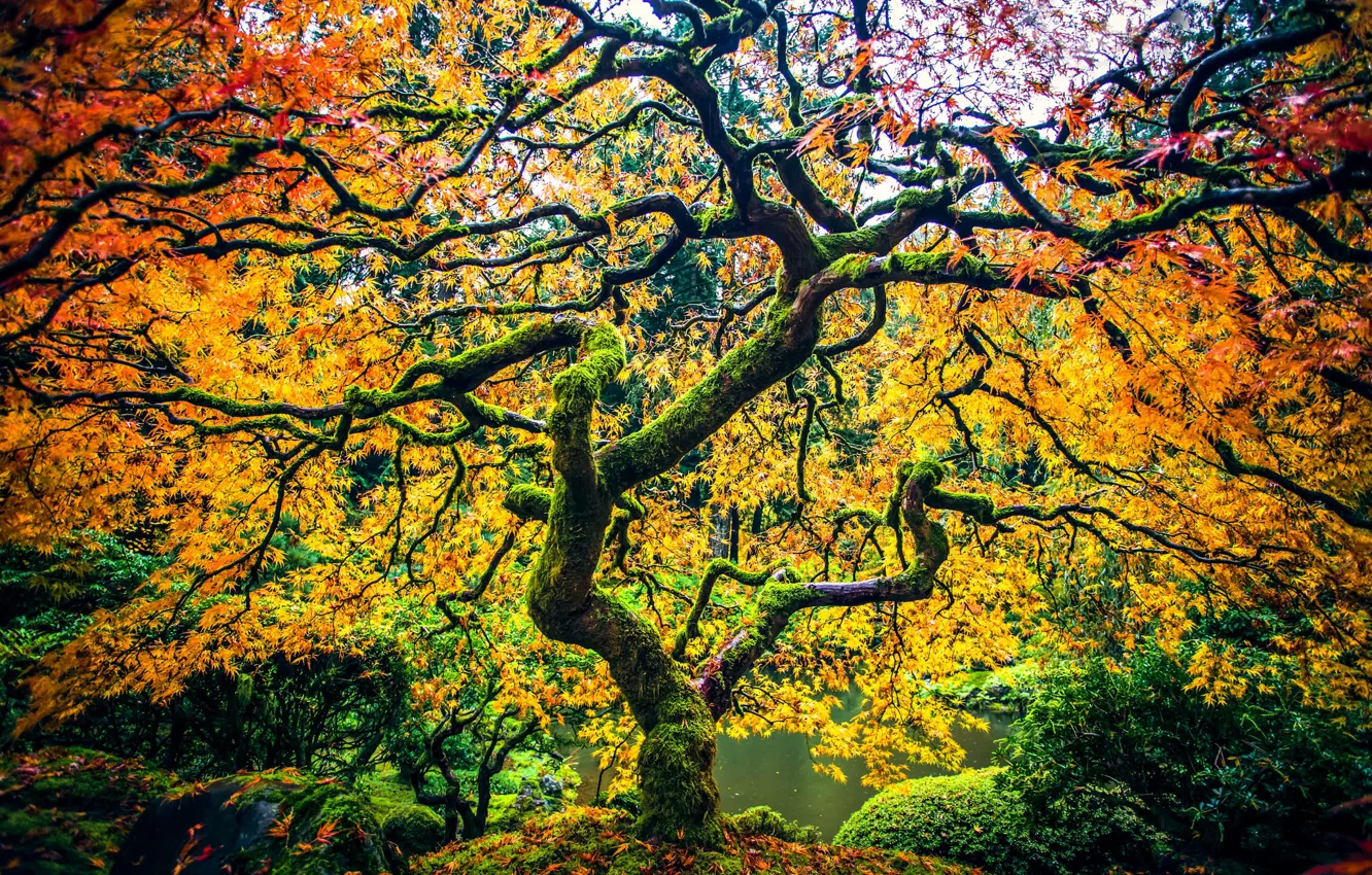 Photo wallpaper autumn, Park, tree, Oregon, Portland, maple, Oregon, Portland