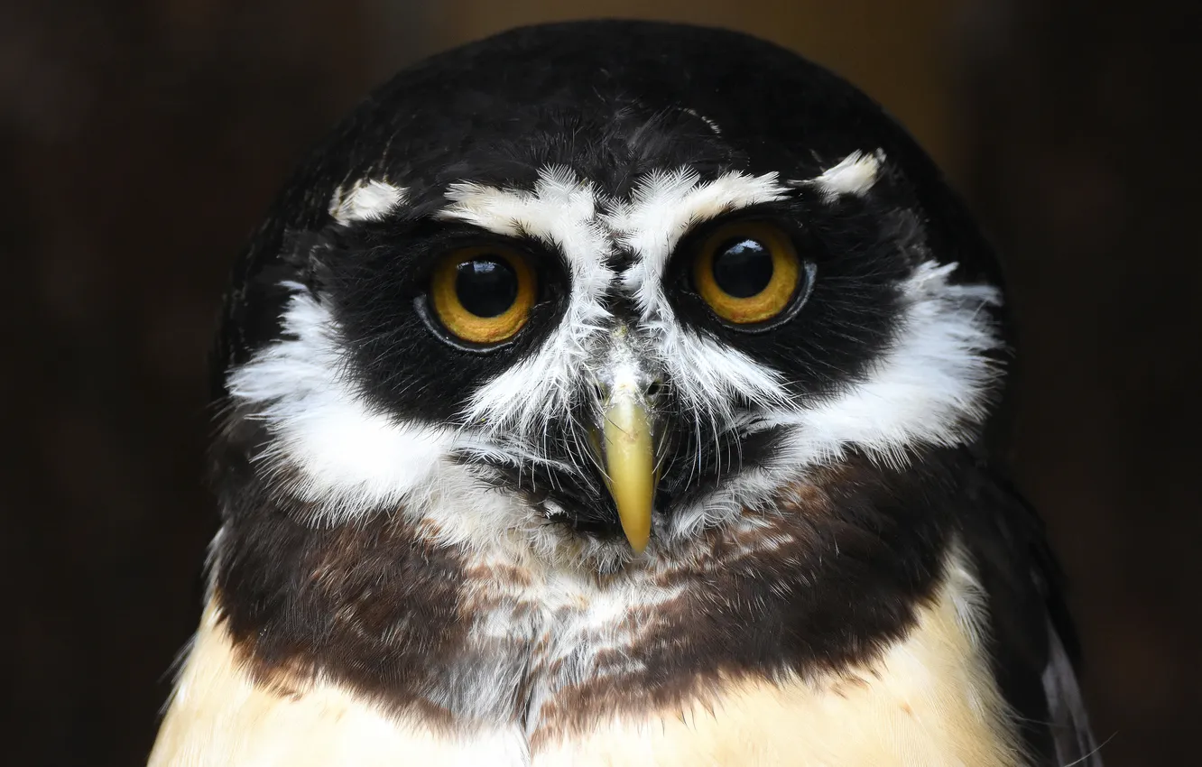 Photo wallpaper look, owl, bird