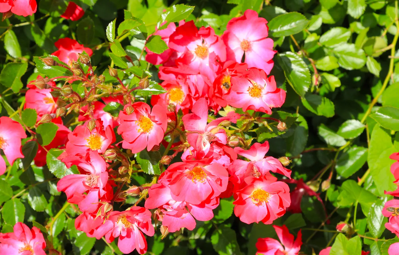 Photo wallpaper flower, pink, roses