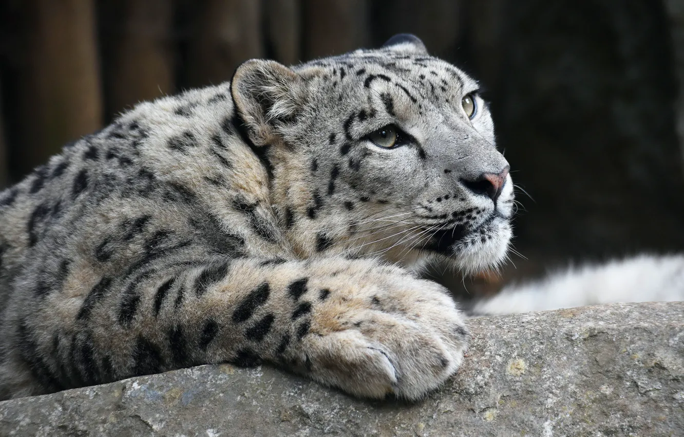 Photo wallpaper look, face, pose, the dark background, portrait, paws, lies, IRBIS