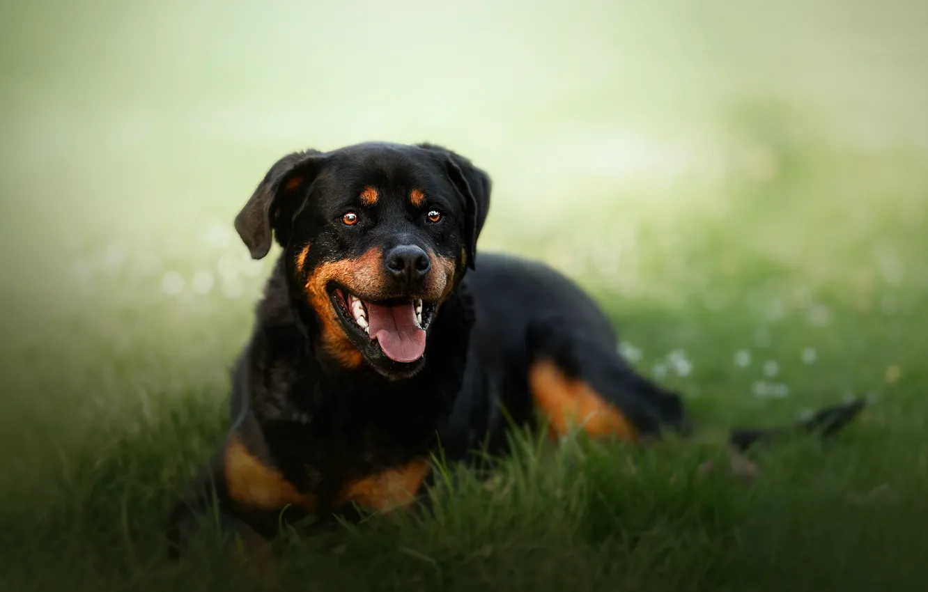 Photo wallpaper grass, look, nature, glade, black, dog, puppy, lies