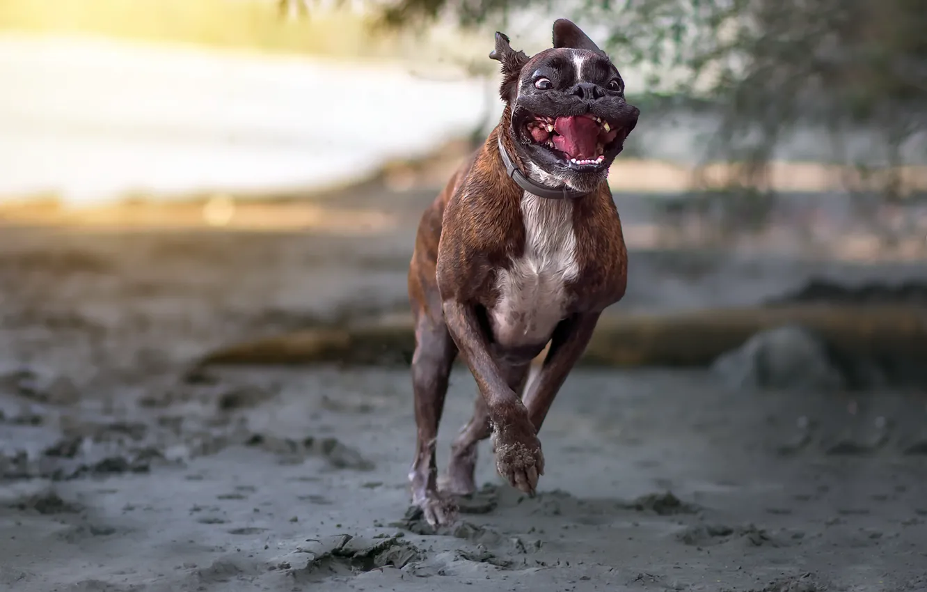 Photo wallpaper look, dog, running