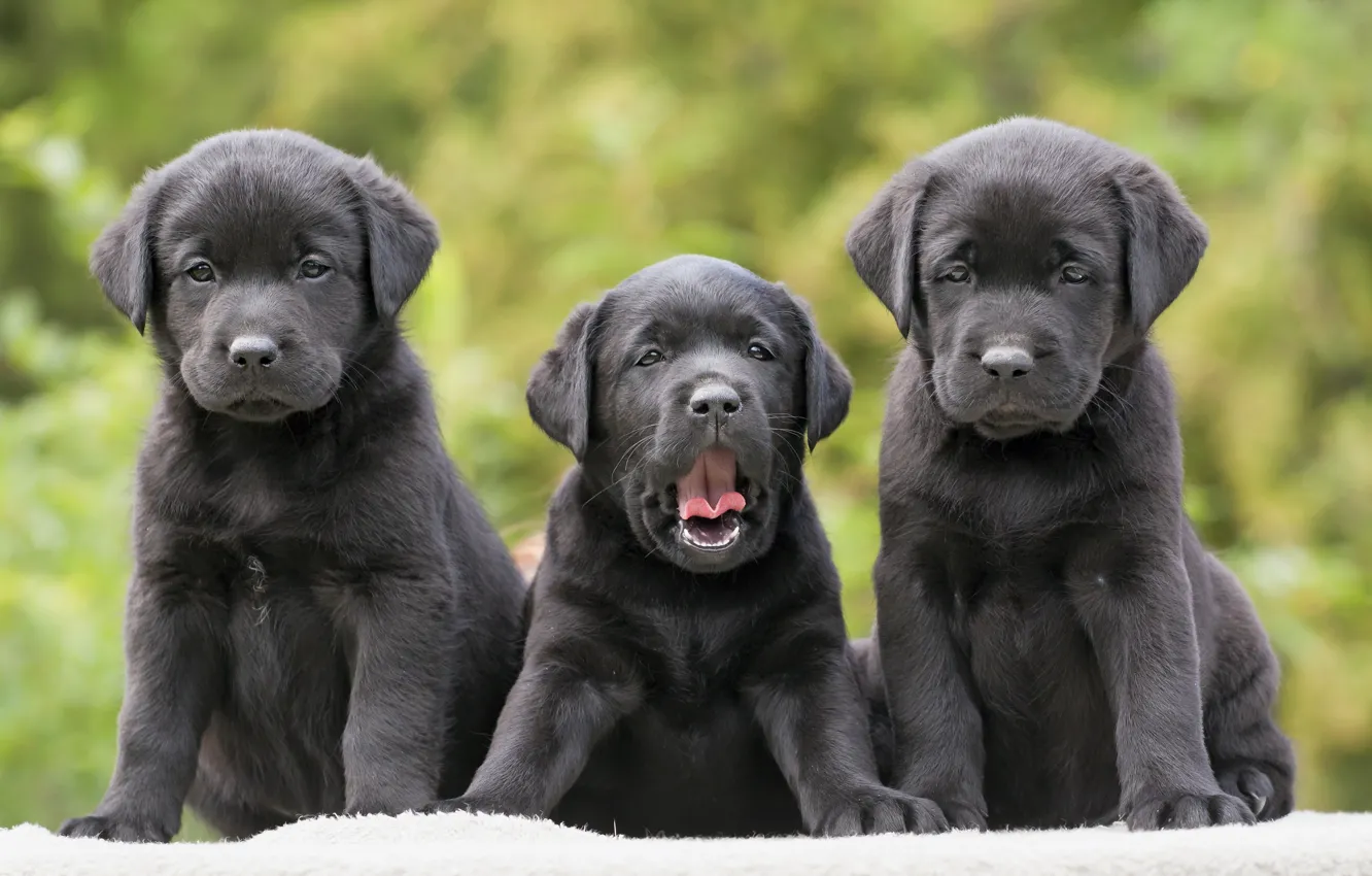 Photo wallpaper dog, puppy, trio, Trinity