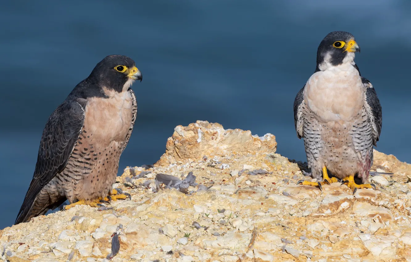 Photo wallpaper background, feathers, pair, Falcon, Duo, predatory, two birds