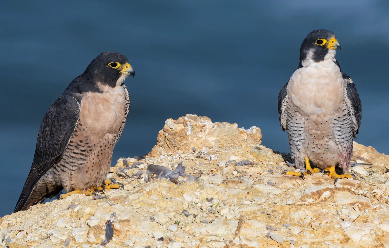 Photo wallpaper background, feathers, pair, Falcon, Duo, falcons, predatory, two birds