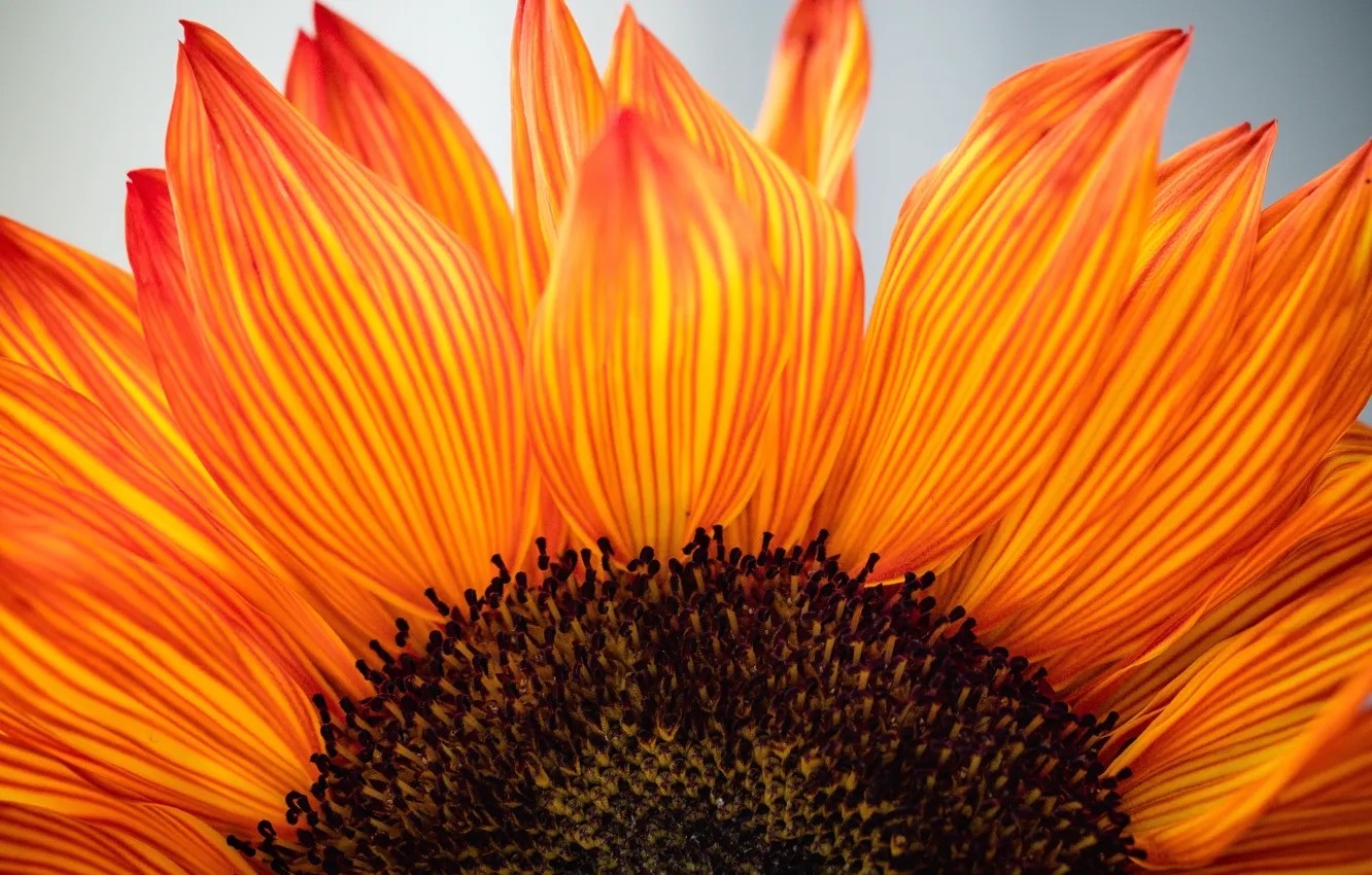 Photo wallpaper flowers, orange, yellow