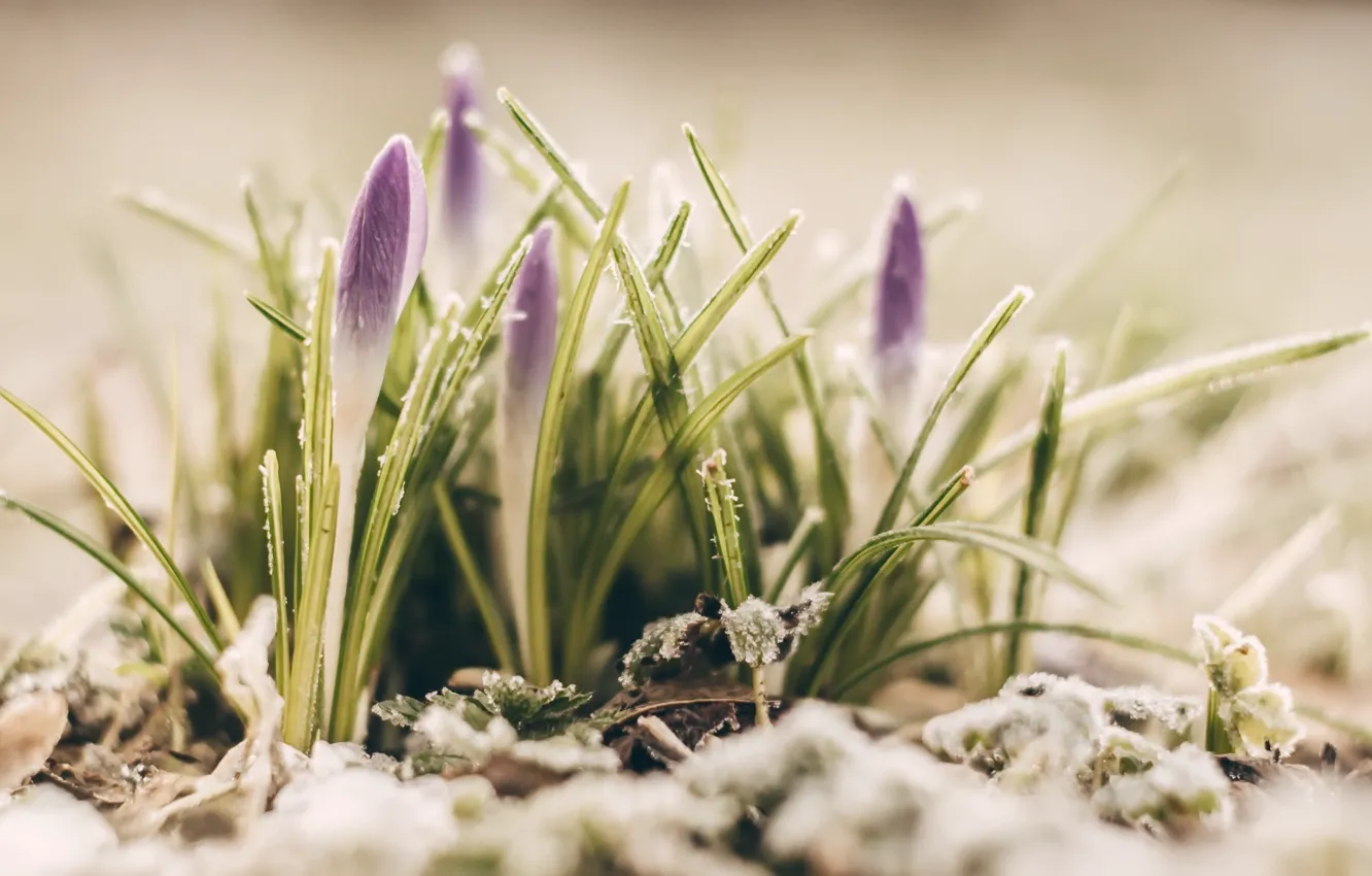 Photo wallpaper snow, flowers, spring, crocuses