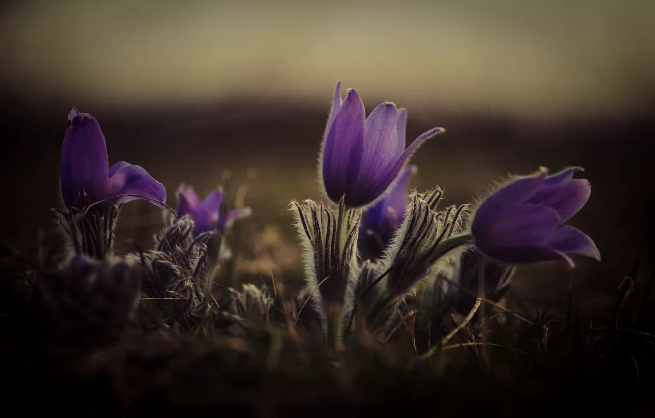 Photo wallpaper flowers, spring, lilac, cross