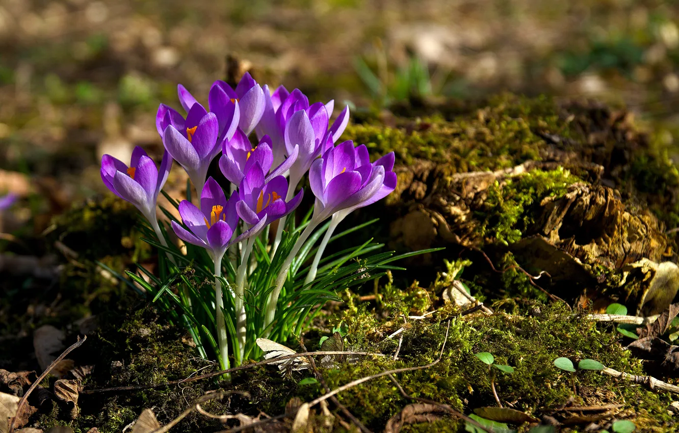 Photo wallpaper flowers, spring, crocuses