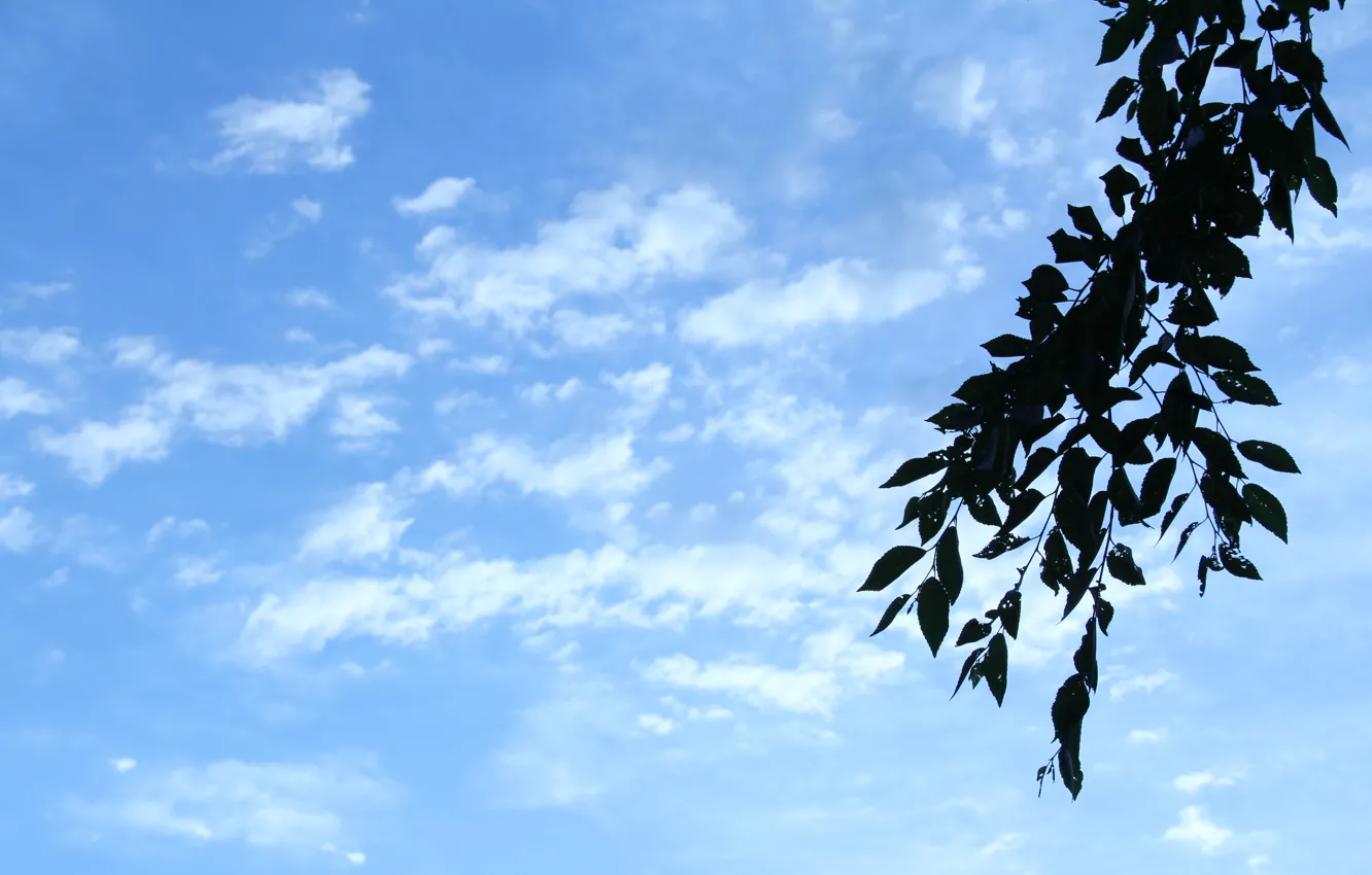 Photo wallpaper summer, the sky, clouds, branches