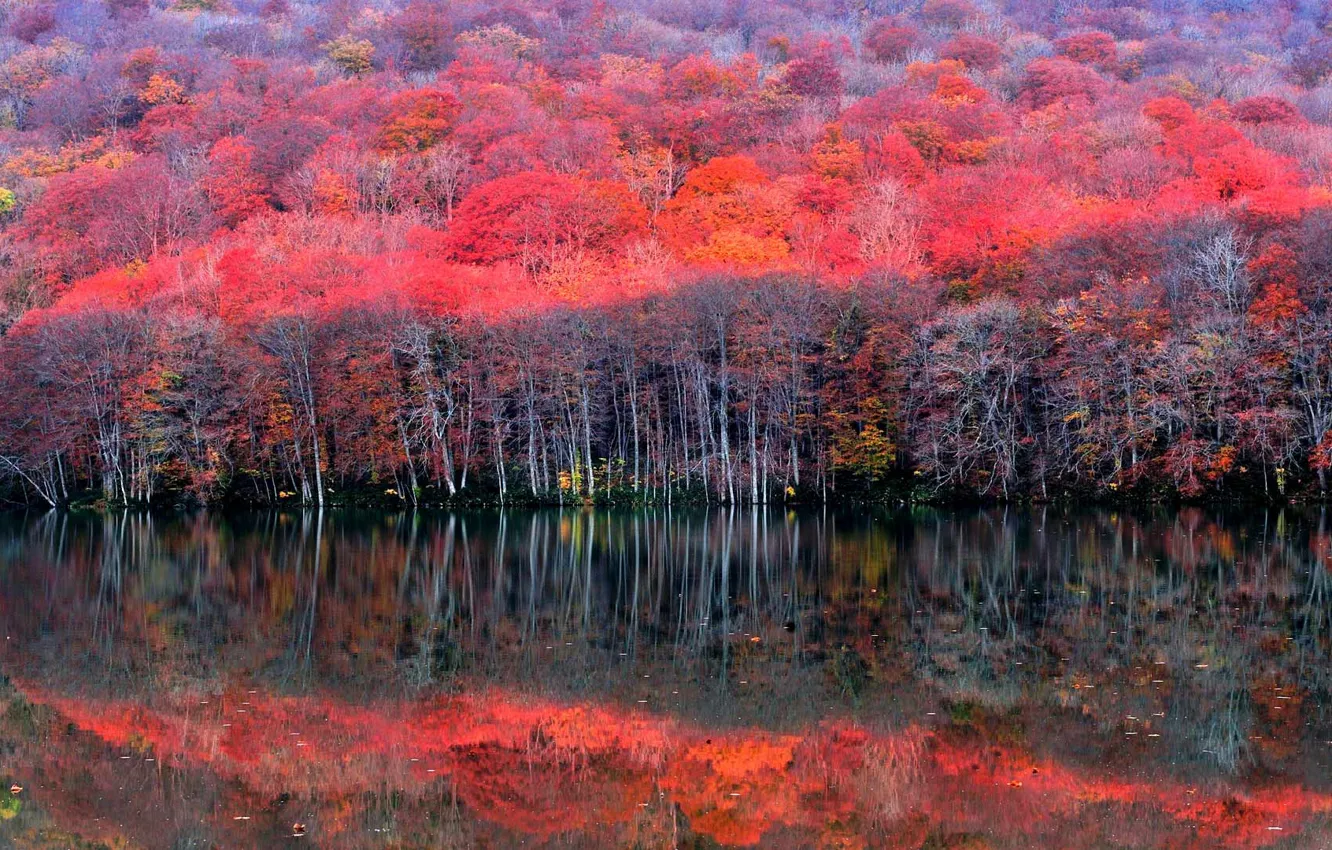 Photo wallpaper autumn, trees, lake, reflection, Japan, the crimson, Aomori