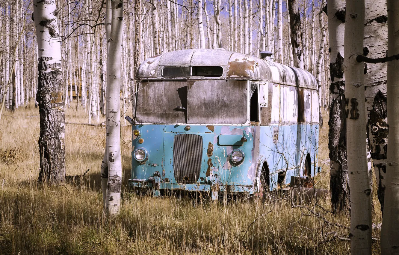 Photo wallpaper bus, birch, scrap