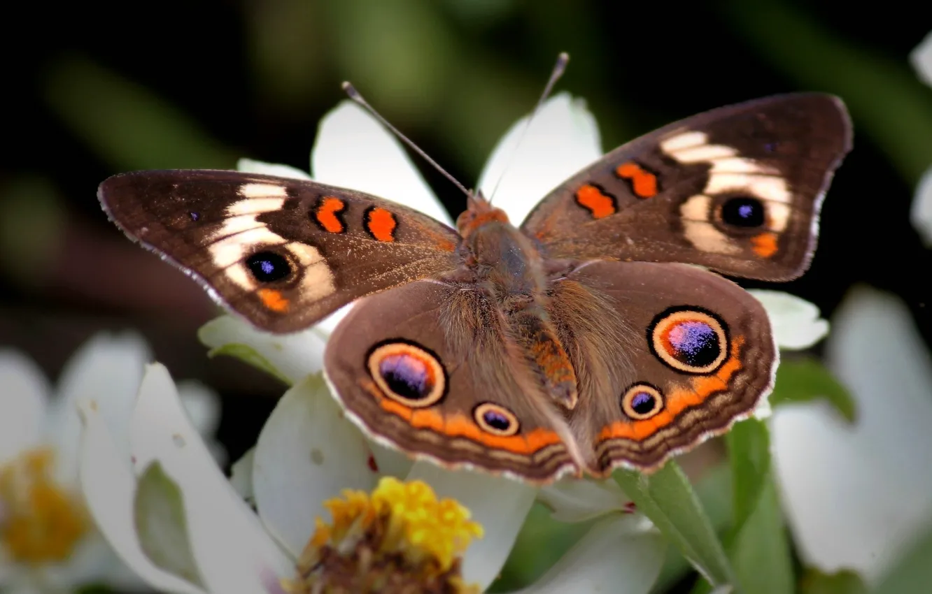 Photo wallpaper flowers, pattern, butterfly, wings