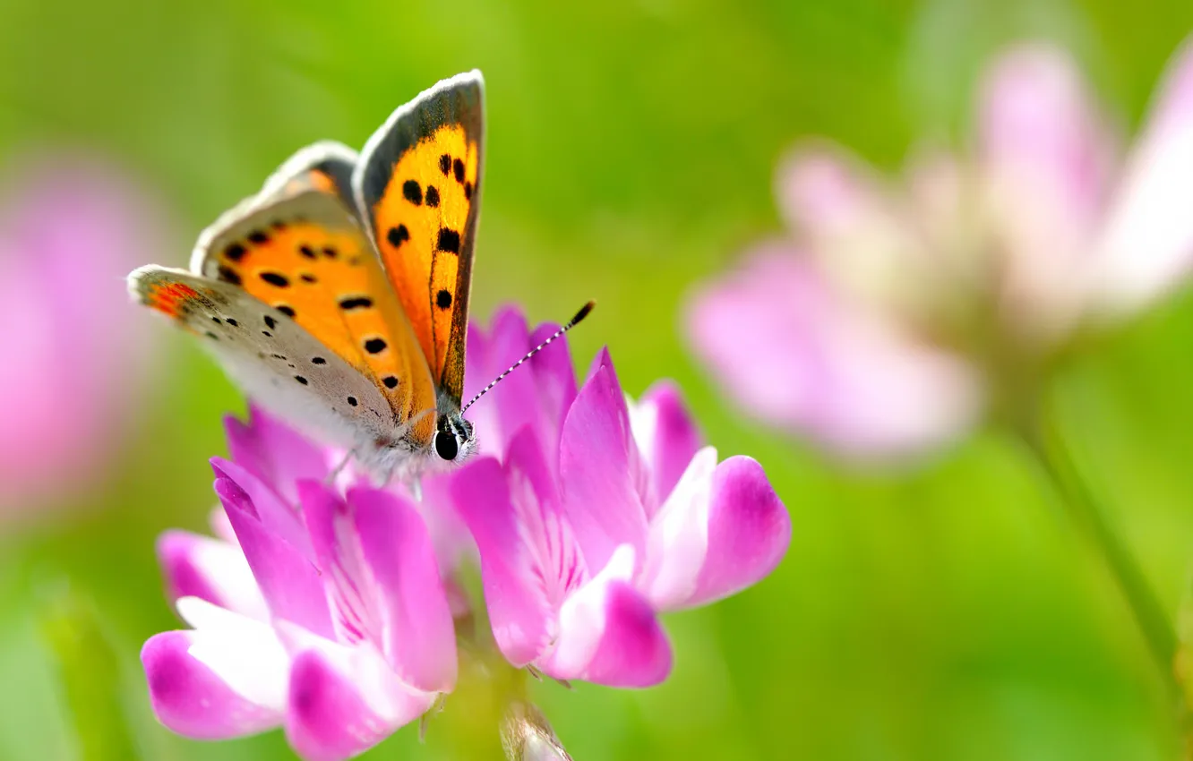 Photo wallpaper summer, macro, flowers, nature, butterfly, clover, insect, pink