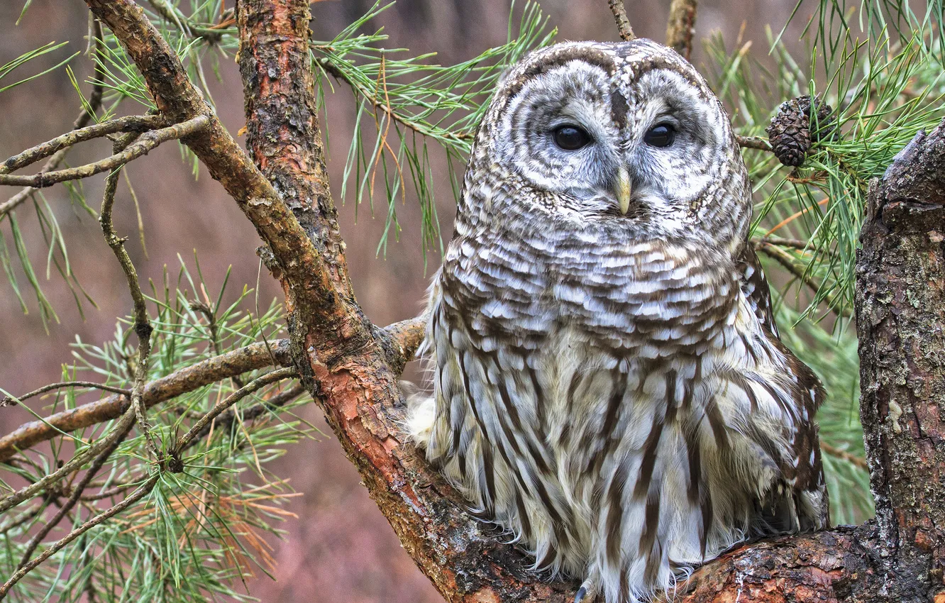 Photo wallpaper trees, needles, branches, owl, pine, Barred Owl, A barred owl