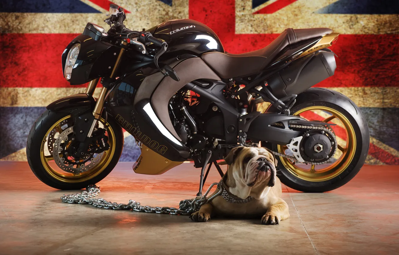 Photo wallpaper dog, flag, bulldog, bike, triumph speed tripple bulldog, triumph